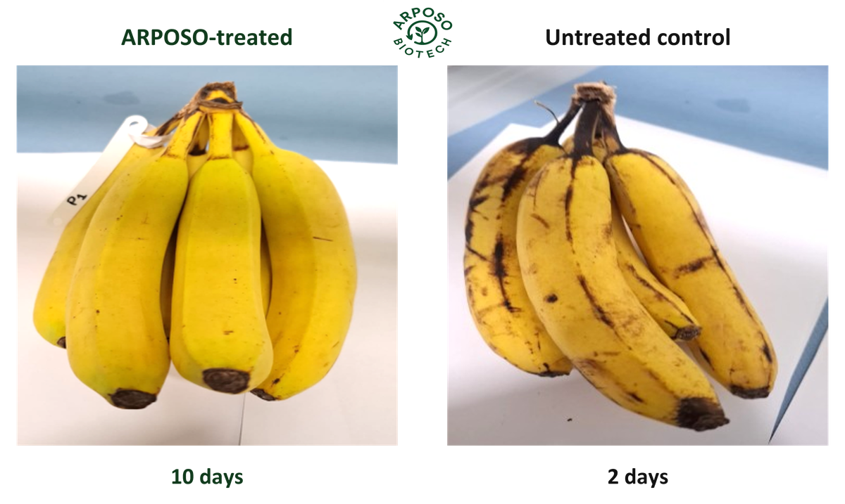 Bananas: ARPOSO-treated at day 10; untreated control at day 2. Different observation days.