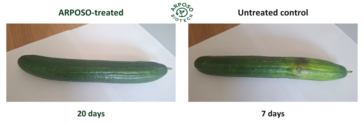 Cucumbers: ARPOSO-treated at day 20; untreated control at day 7. Different observation days.