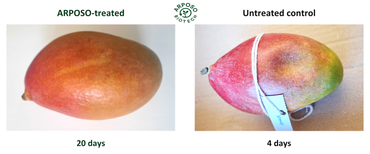 Mangoes: ARPOSO-treated at day 20; untreated control at day 4. Different observation days.