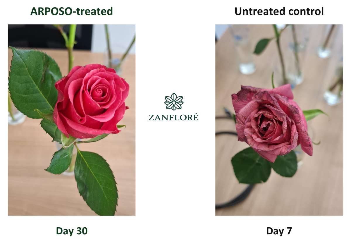 Pink roses: ARPOSO-treated at day 30; untreated control at day 7. Different observation days.