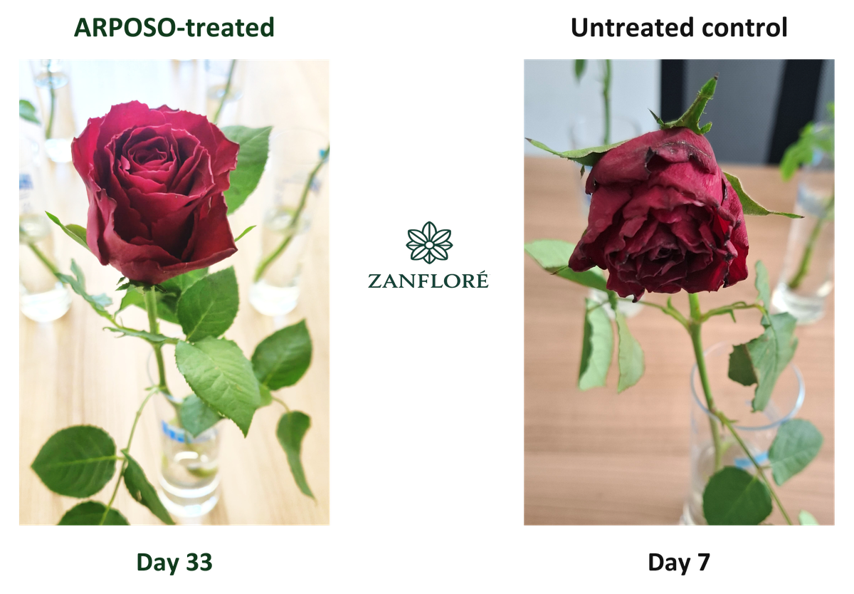 Cut flowers from ARPOSO development work