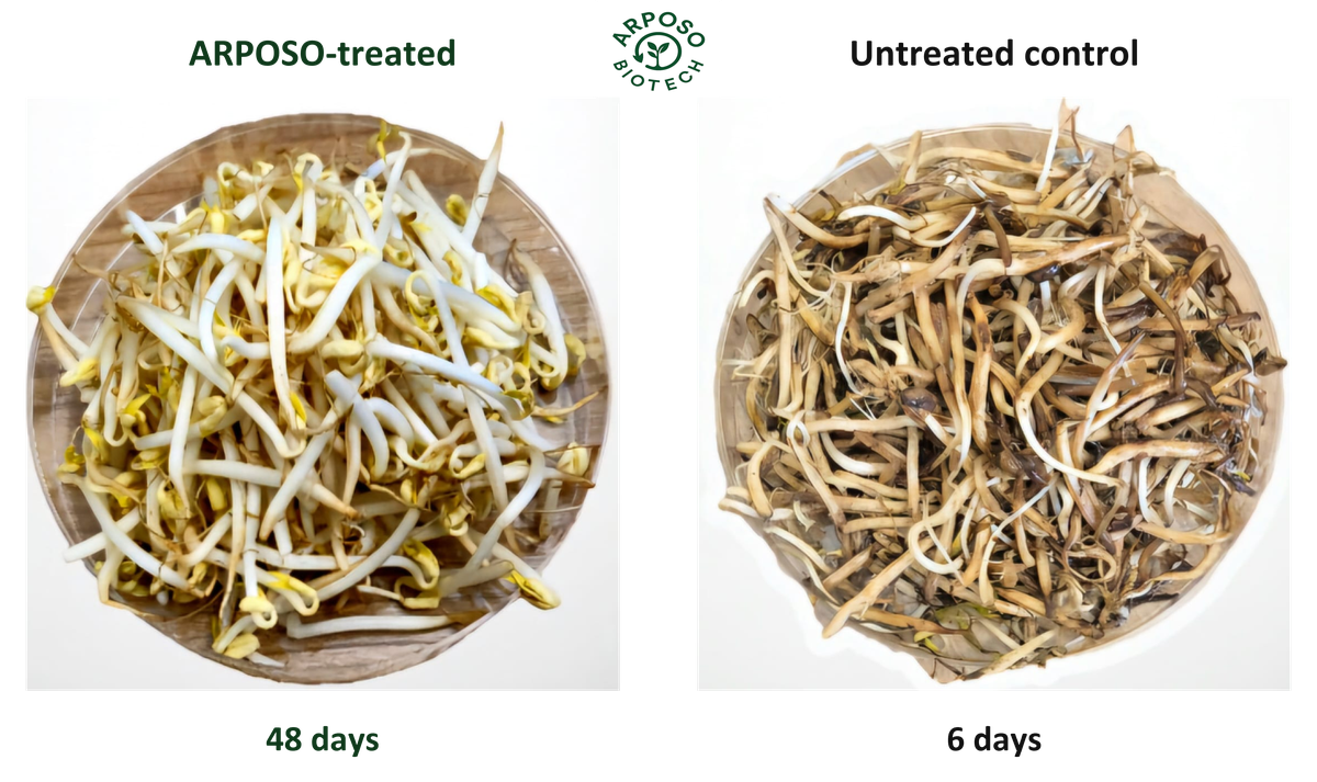 Sprouts: ARPOSO-treated at day 48; untreated control at day 6. Different observation days.