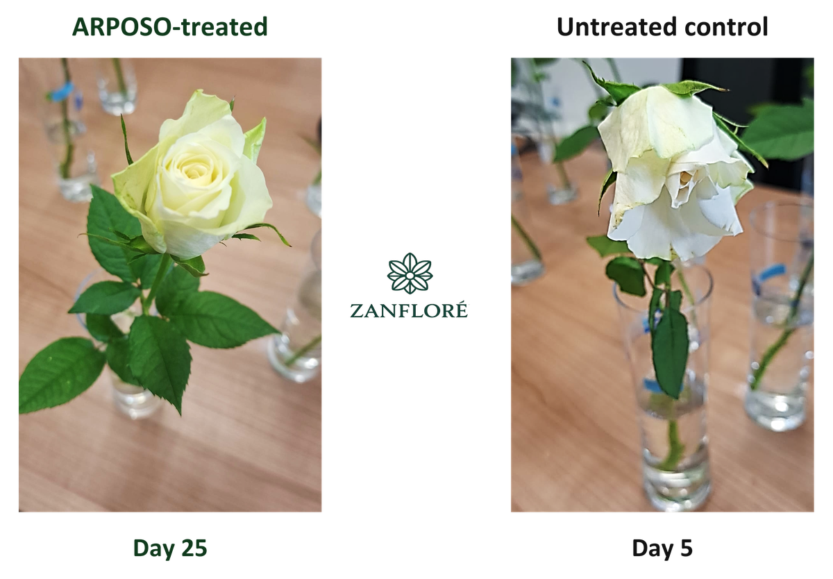White roses: ARPOSO-treated at day 25; untreated control at day 5. Different observation days.