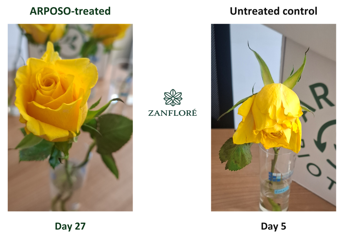 Yellow roses: ARPOSO-treated at day 27; untreated control at day 5. Different observation days.