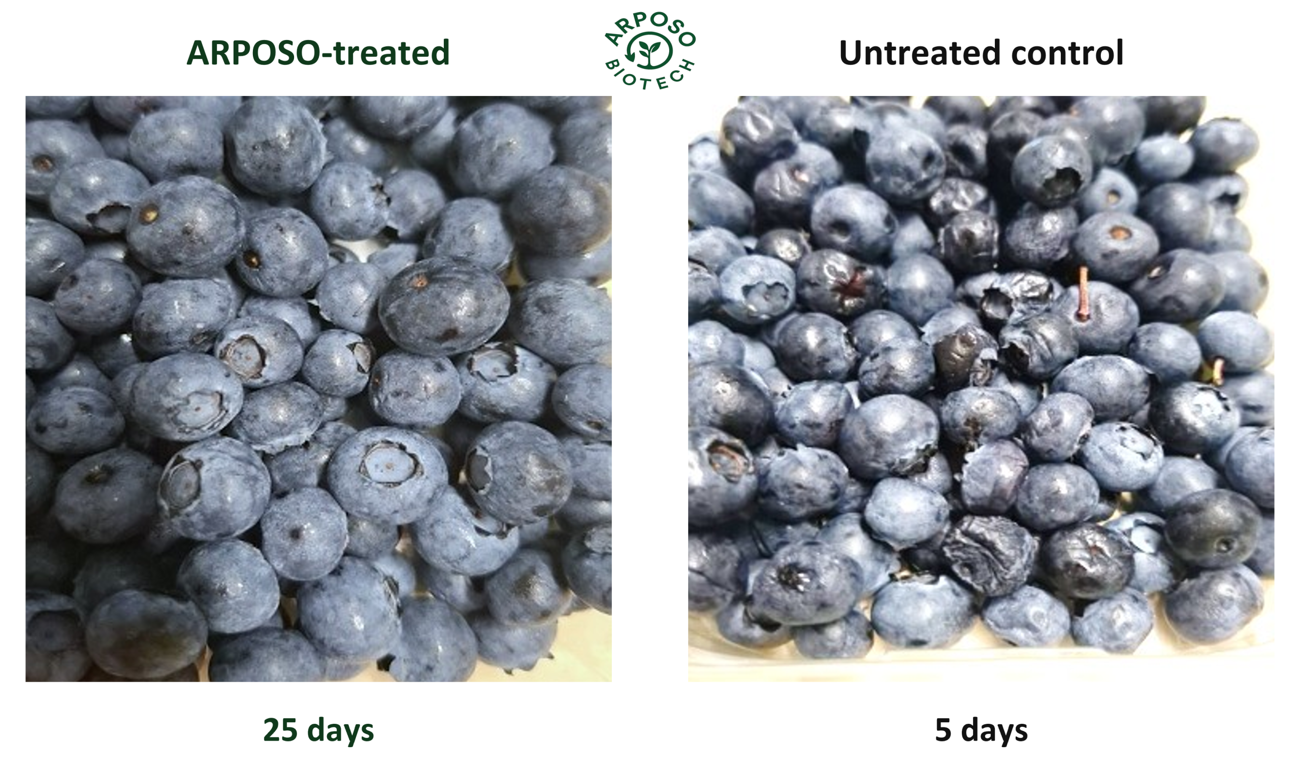 blueberries ar 1