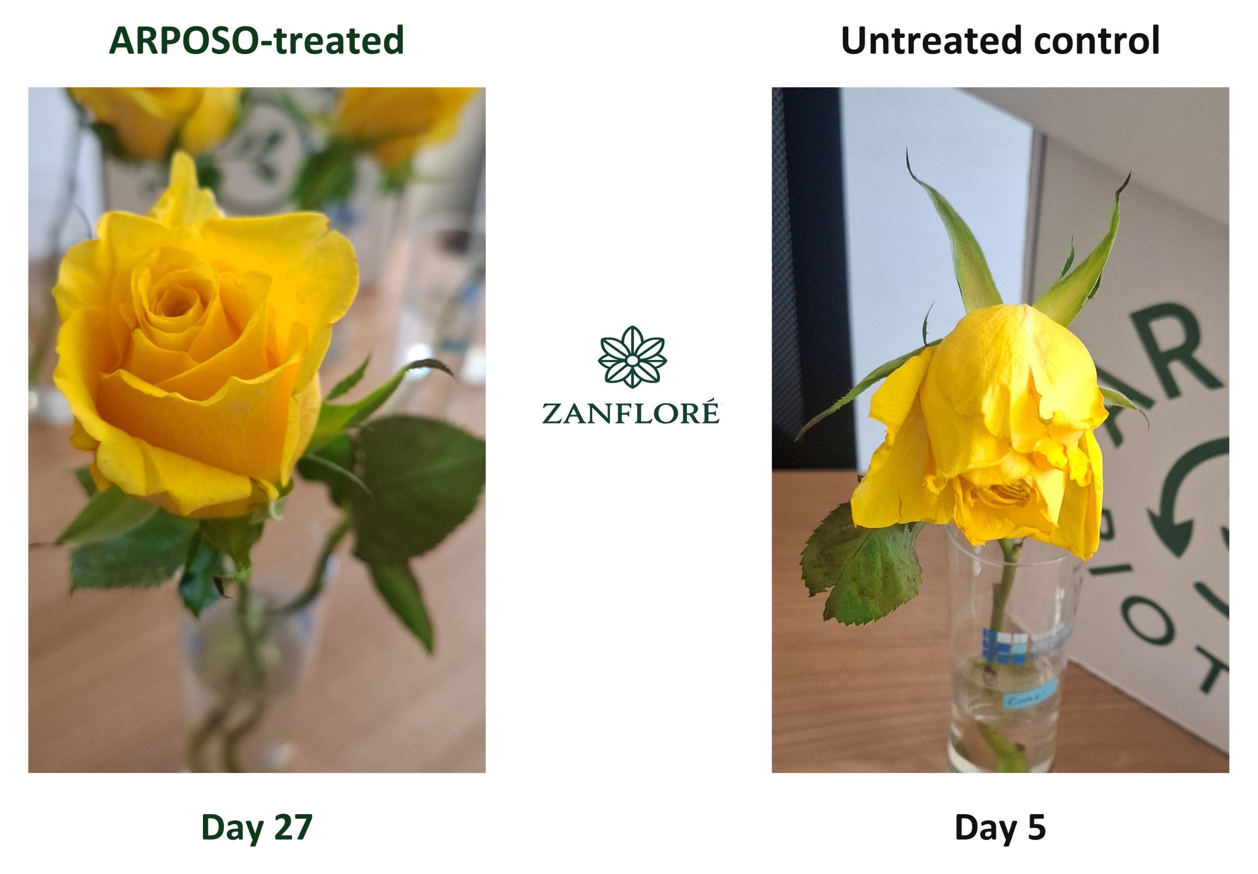 gelb roses ar 1