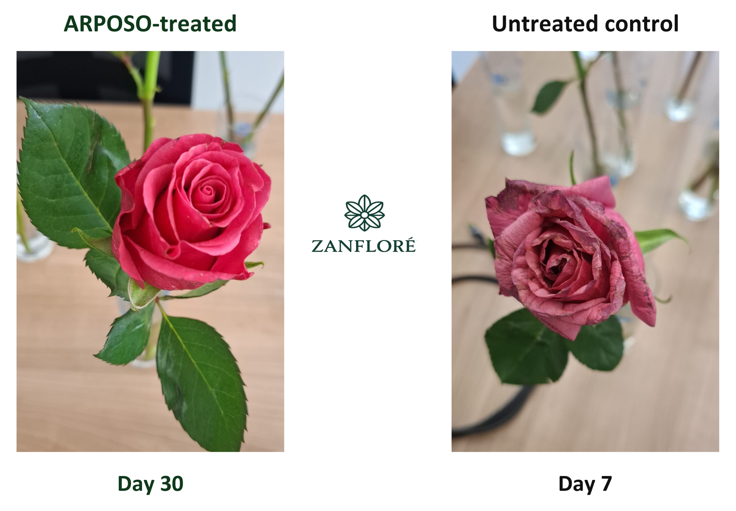 pink roses ar 1