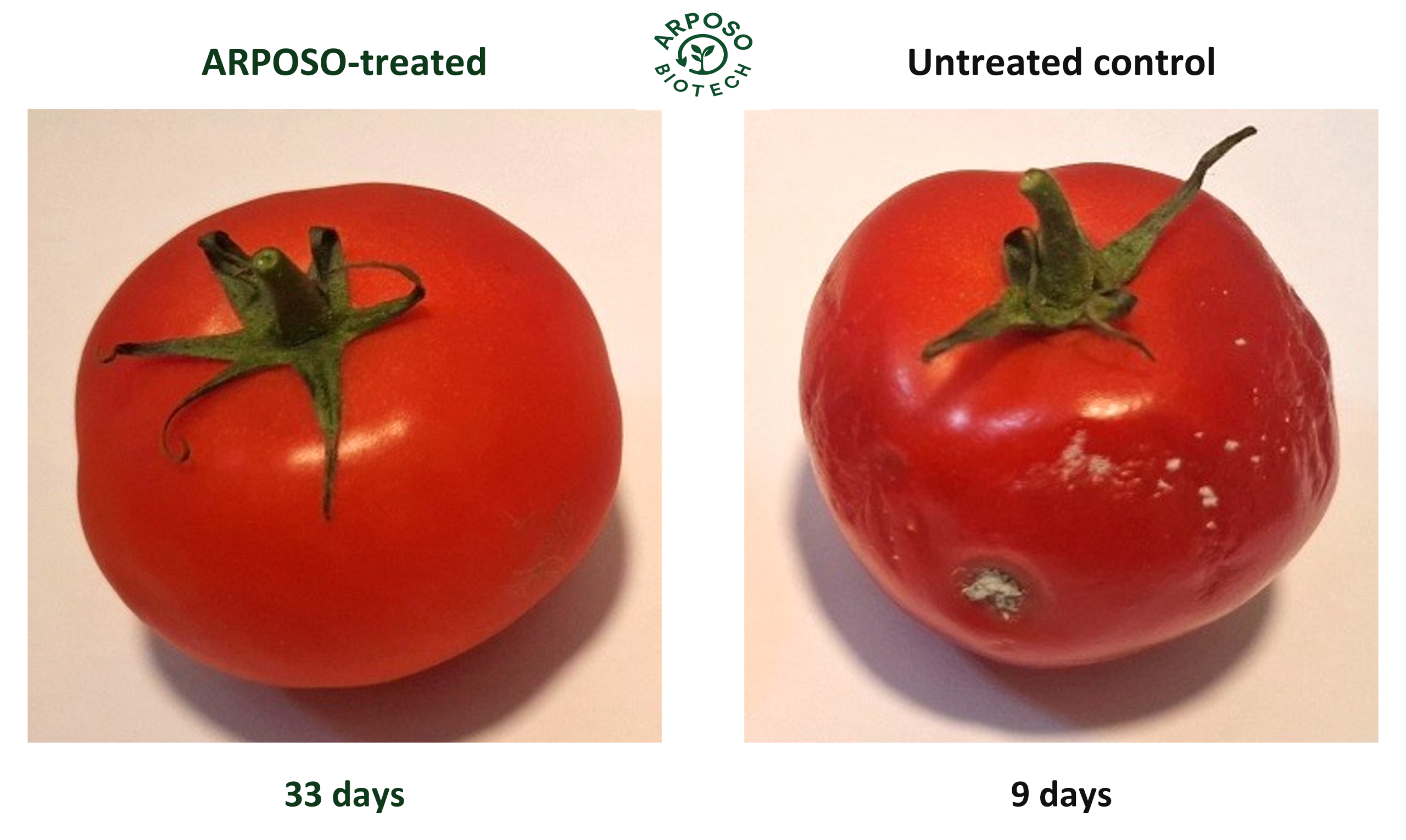 tomato ar 1