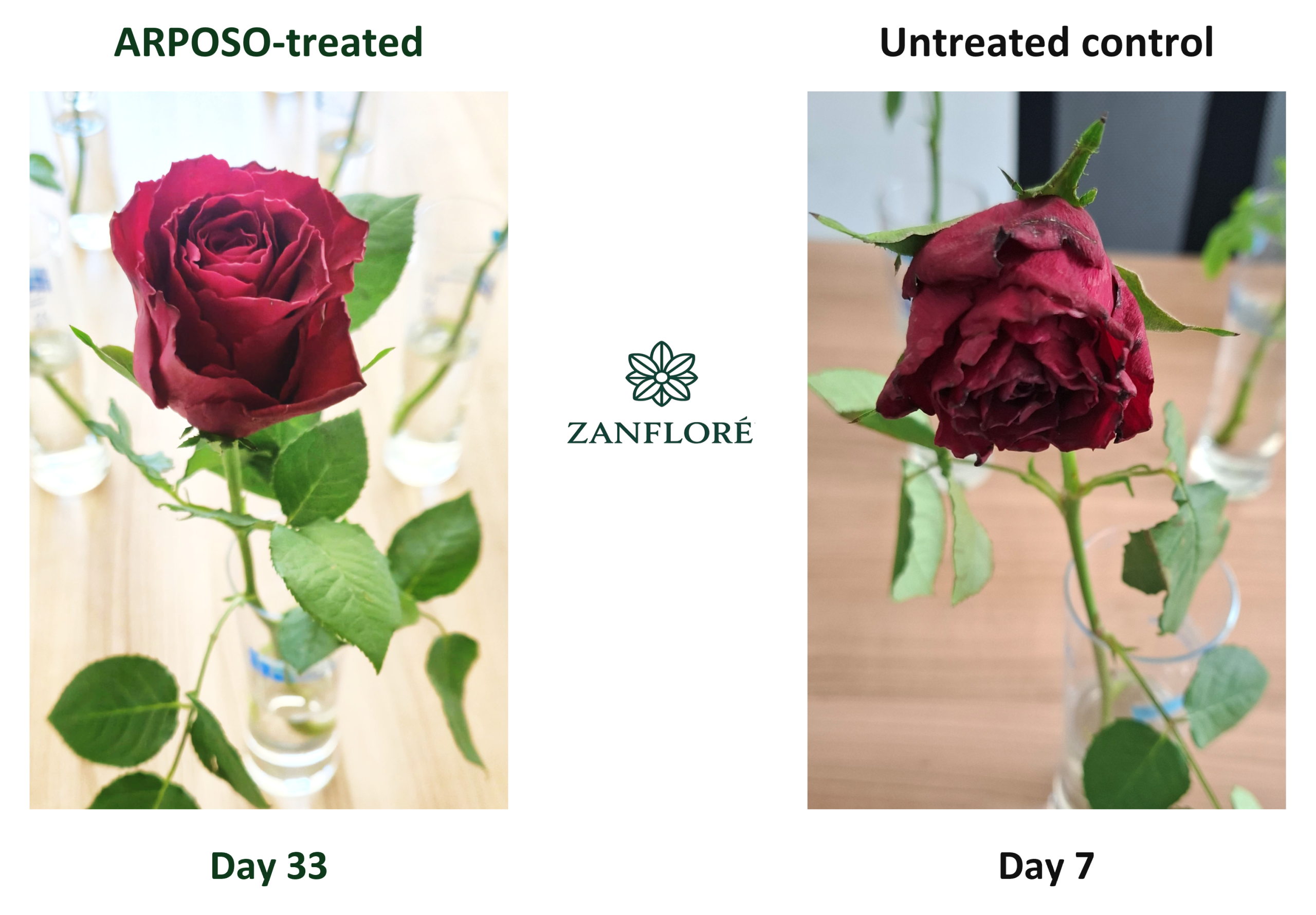 red roses ar 1