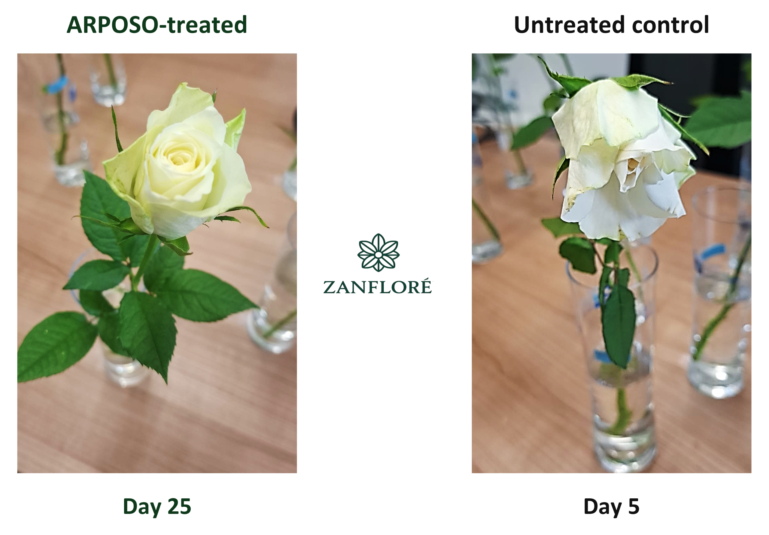 white roses ar 1
